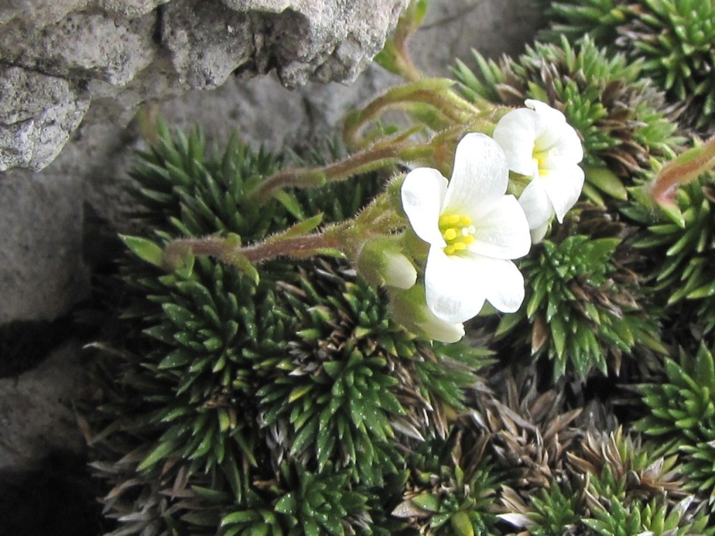 Saxifraga vandellii / Sassifraga di Vandelli